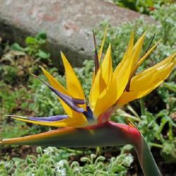 Location: Botanical garden of Madeira
Date: 2023-04-11