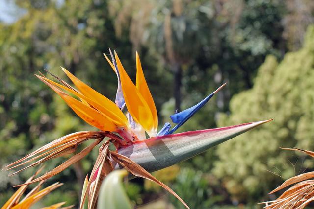 Photo of Bird of Paradise (Strelitzia reginae) uploaded by RuuddeBlock