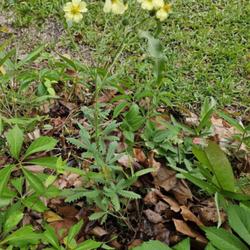 Location: Aberdeen, NC Pages Lake park
Date: May 30, 2023
Sulfur Cinquefoil #465; RAB p. 535, 97-4-6; LHB p. 527; AG p. 158