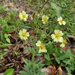 Location: Aberdeen, NC Pages Lake park
Date: May 30, 2023
Sulfur Cinquefoil #465; RAB p. 535, 97-4-6; LHB p. 527; AG p. 158