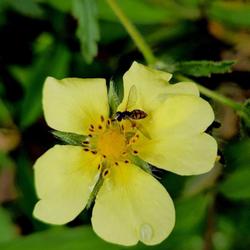 Location: Aberdeen, NC Pages Lake park
Date: May 30, 2023
Margined Calligrapher on Sulfur Cinquefoil #465; RAB p. 535, 97-4