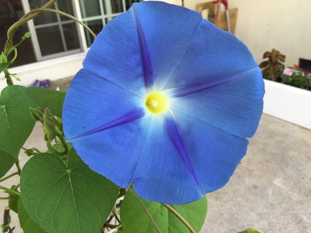 Photo of Morning Glory (Ipomoea tricolor 'Heavenly Blue') uploaded by fruitoverdose
