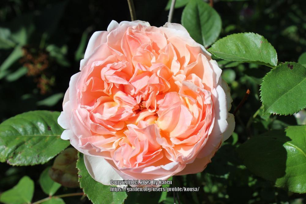 Photo of English Shrub Rose (Rosa 'Evelyn') uploaded by kousa