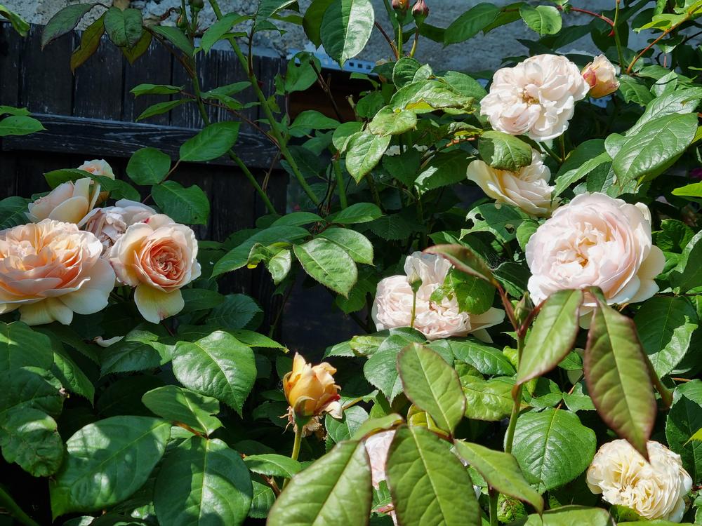 Photo of Rose (Rosa 'Sweet Juliet') uploaded by mbotanas