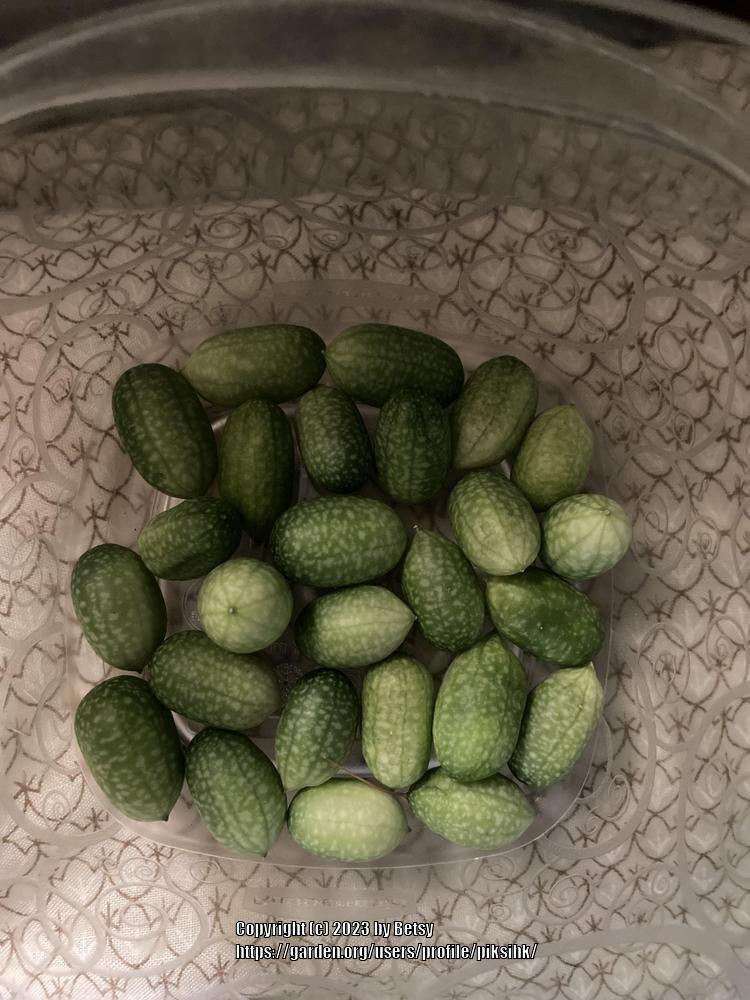 Photo of Cucamelon (Melothria scabra) uploaded by piksihk