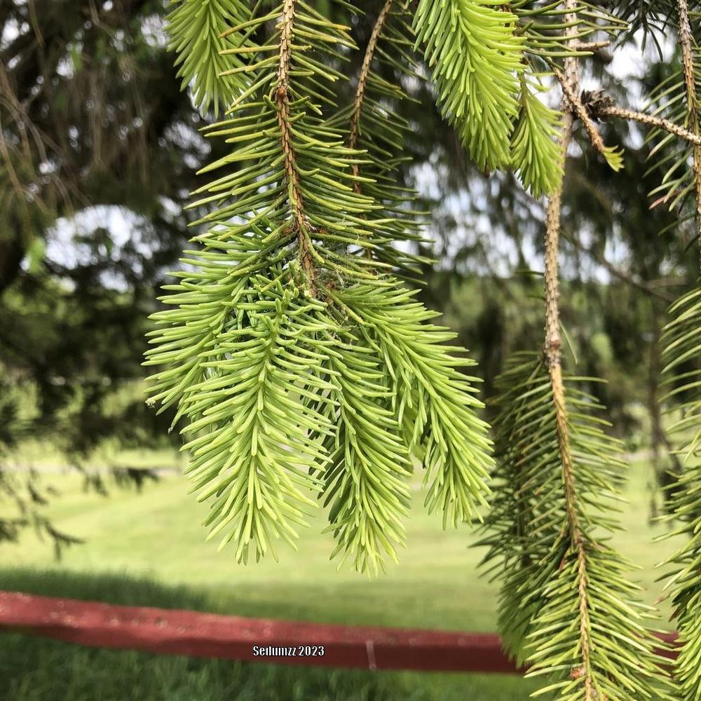 Photo of Norway Spruce (Picea abies) uploaded by sedumzz