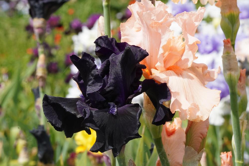 Photo of Tall Bearded Iris (Iris 'Obsidian') uploaded by D3LL