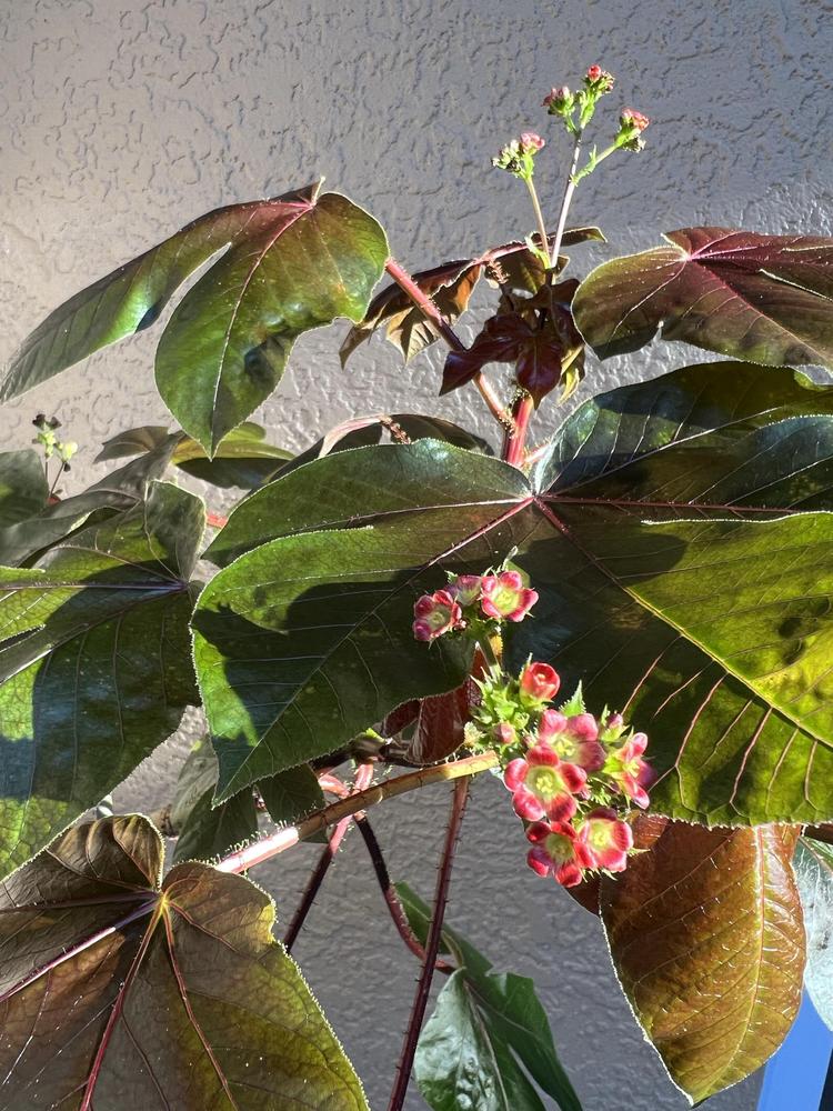 Photo of Bellyache Bush (Jatropha gossypiifolia) uploaded by Floridian