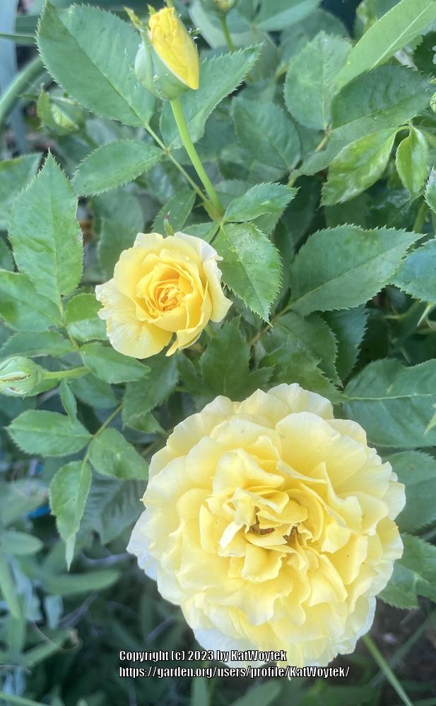 Photo of Rose (Rosa 'Sunsprite') uploaded by KatWoytek