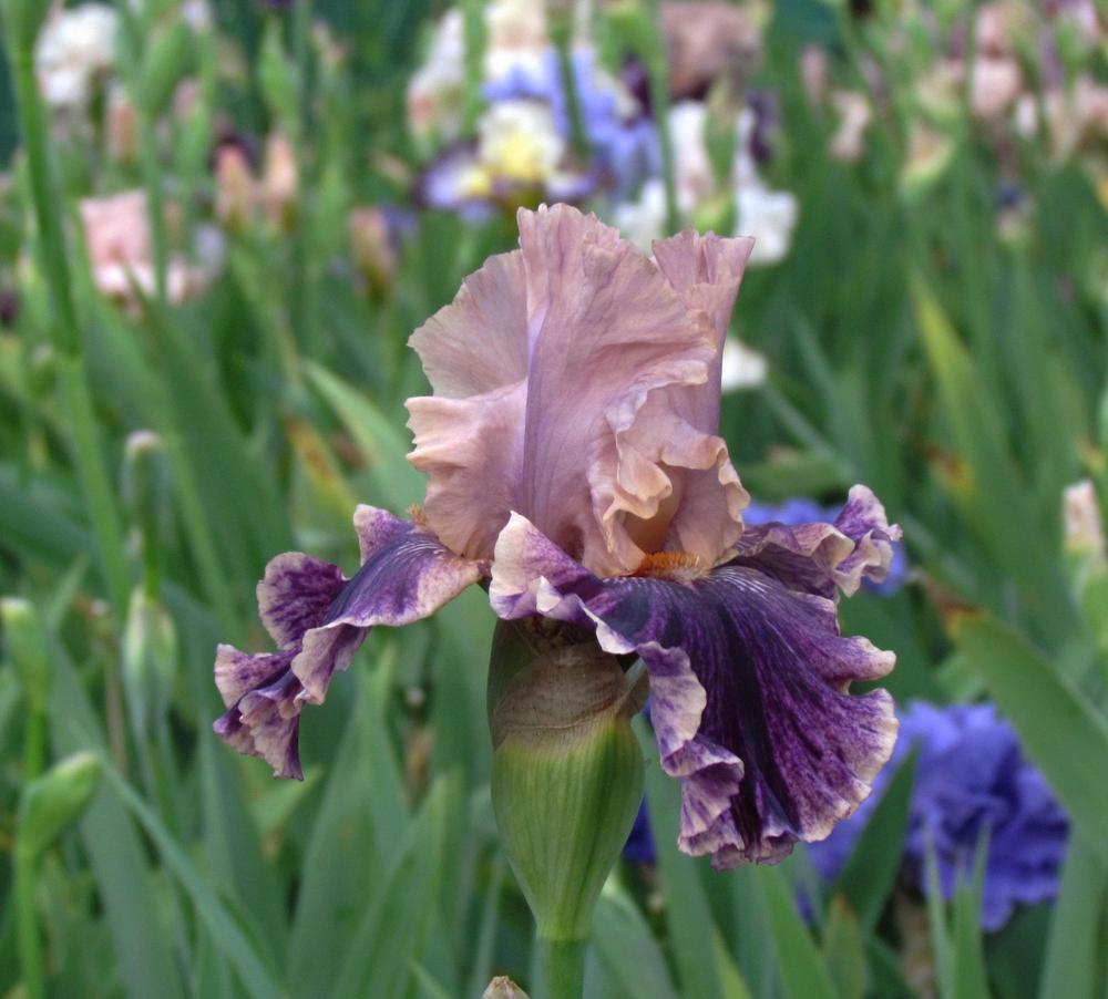 Photo of Tall Bearded Iris (Iris 'Claim to Fame') uploaded by LynNY