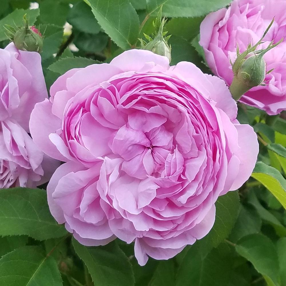 Photo of Rose (Rosa 'Sidonie') uploaded by OrganicJen