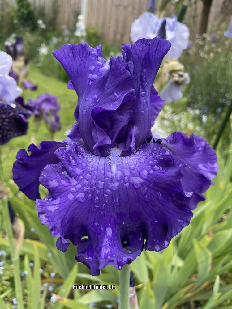 Photo of Tall Bearded Iris (Iris 'Grand Amiral') uploaded by RachaelHunter