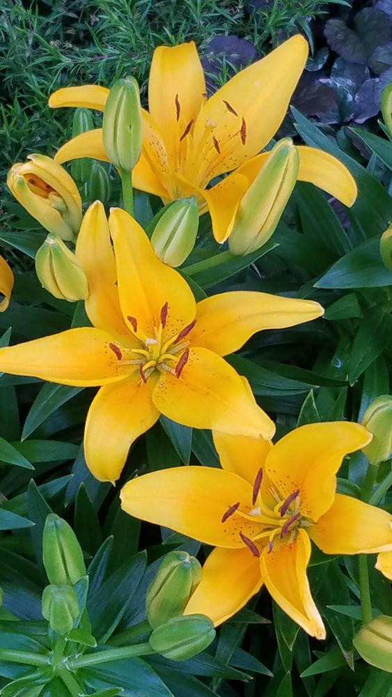 Photo of Lilies (Lilium) uploaded by RootedInDirt
