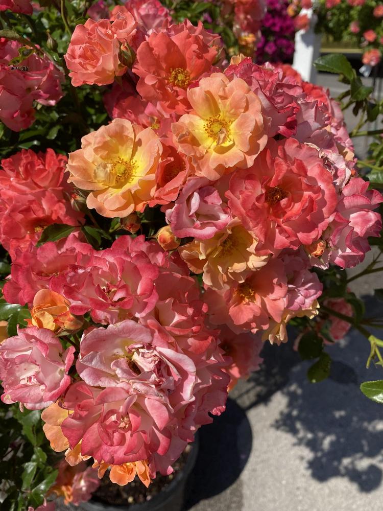 Photo of Rose (Rosa 'Peach Drift') uploaded by SL_gardener