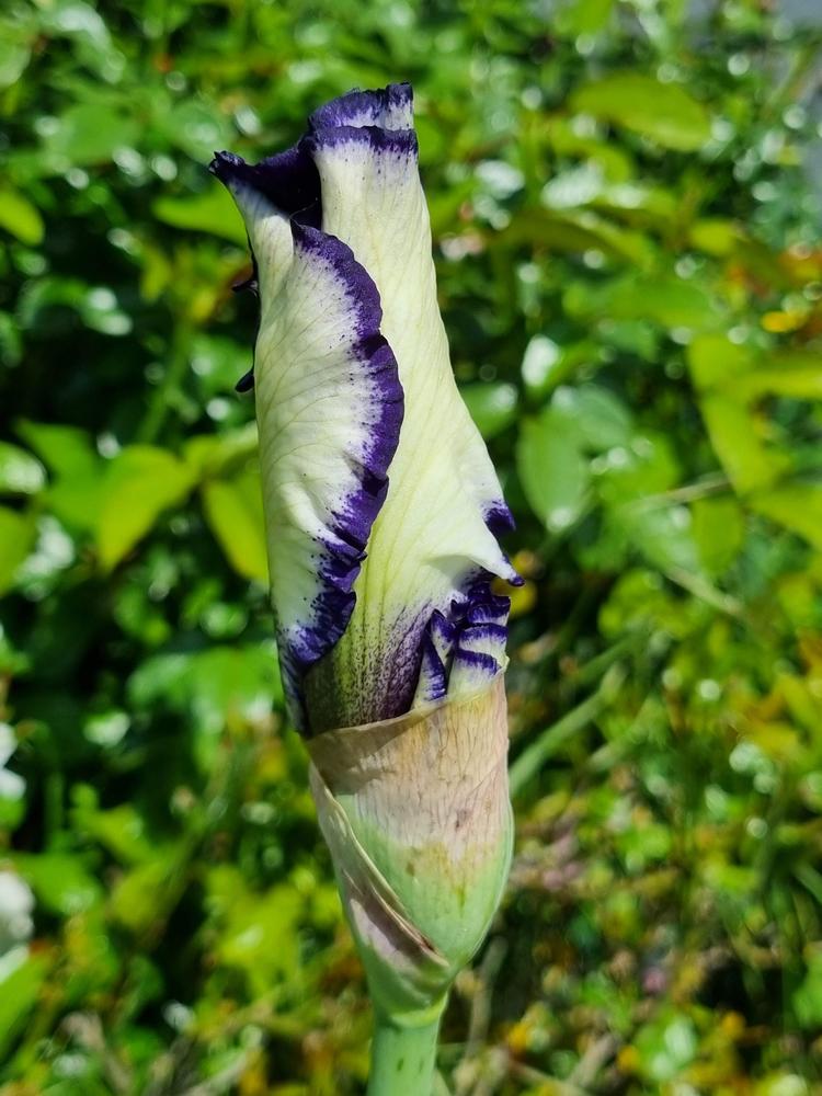 Photo of Tall Bearded Iris (Iris 'Rare Quality') uploaded by mbotanas