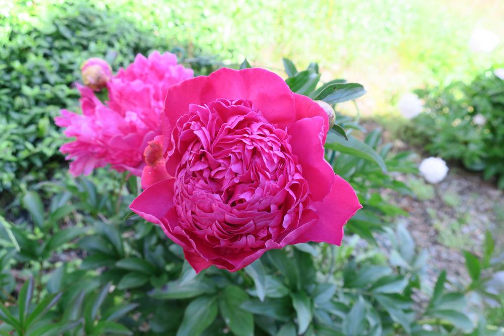 Photo of Peonies (Paeonia) uploaded by 2Dogsmother