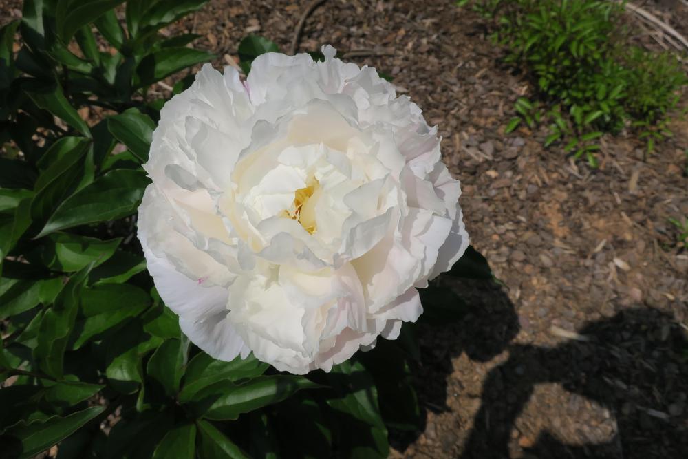 Photo of Peonies (Paeonia) uploaded by 2Dogsmother