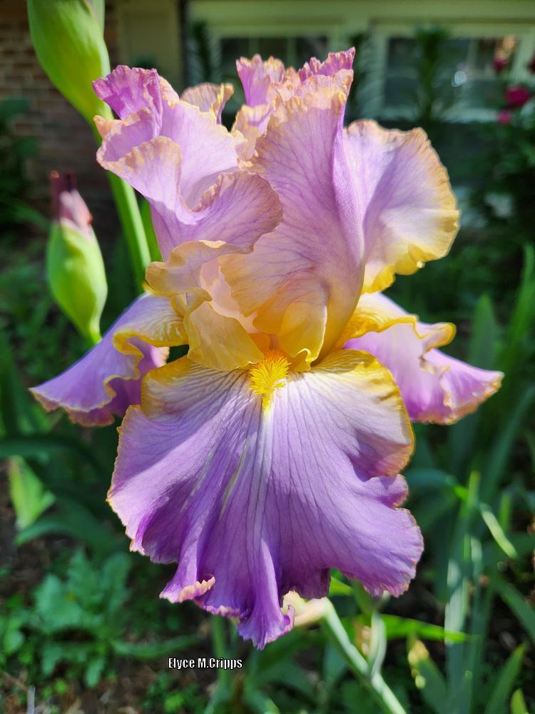 Photo of Tall Bearded Iris (Iris 'All About Spring') uploaded by ElyceC
