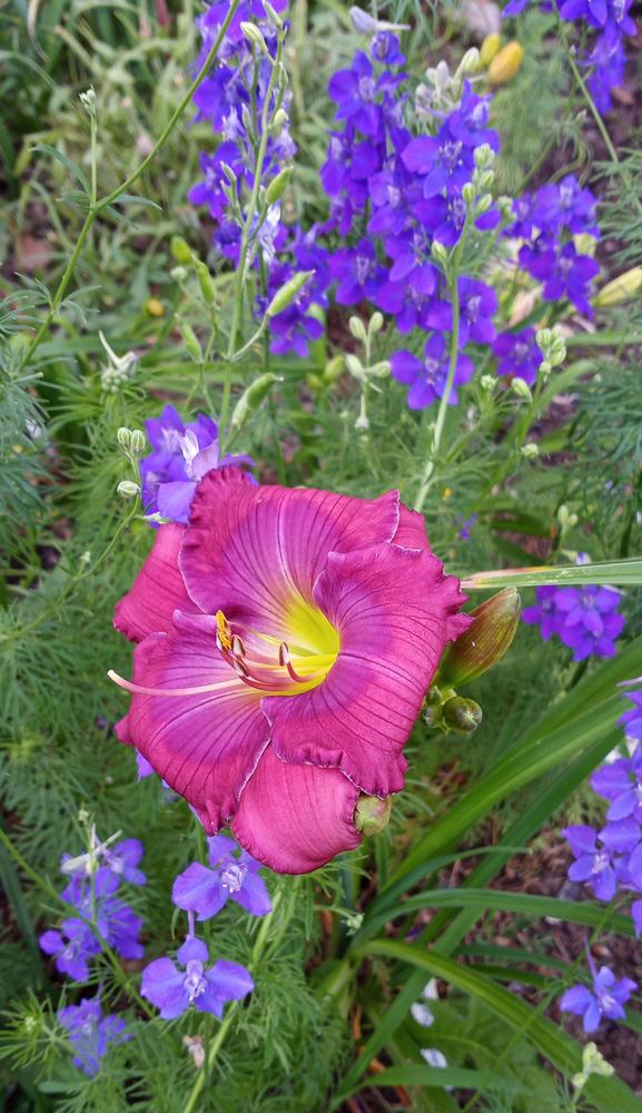 Photo of Daylily (Hemerocallis 'Lavender Blue Baby') uploaded by FAIRYROSE