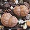 Lithops coleorum C396 in 1994 was described and named for Prof. D