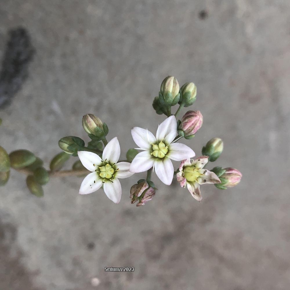 Photo of Sedum (Sedum dasyphyllum 'Himalayan Skies') uploaded by sedumzz