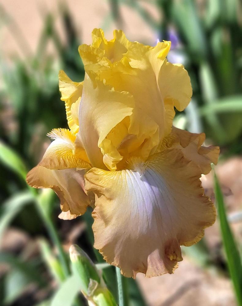 Photo of Tall Bearded Iris (Iris 'Hope Is Everything') uploaded by Bitoftrouble