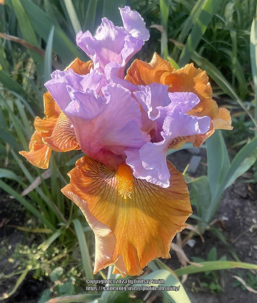 Photo of Tall Bearded Iris (Iris 'Valley of Dreams') uploaded by Lbsmitty