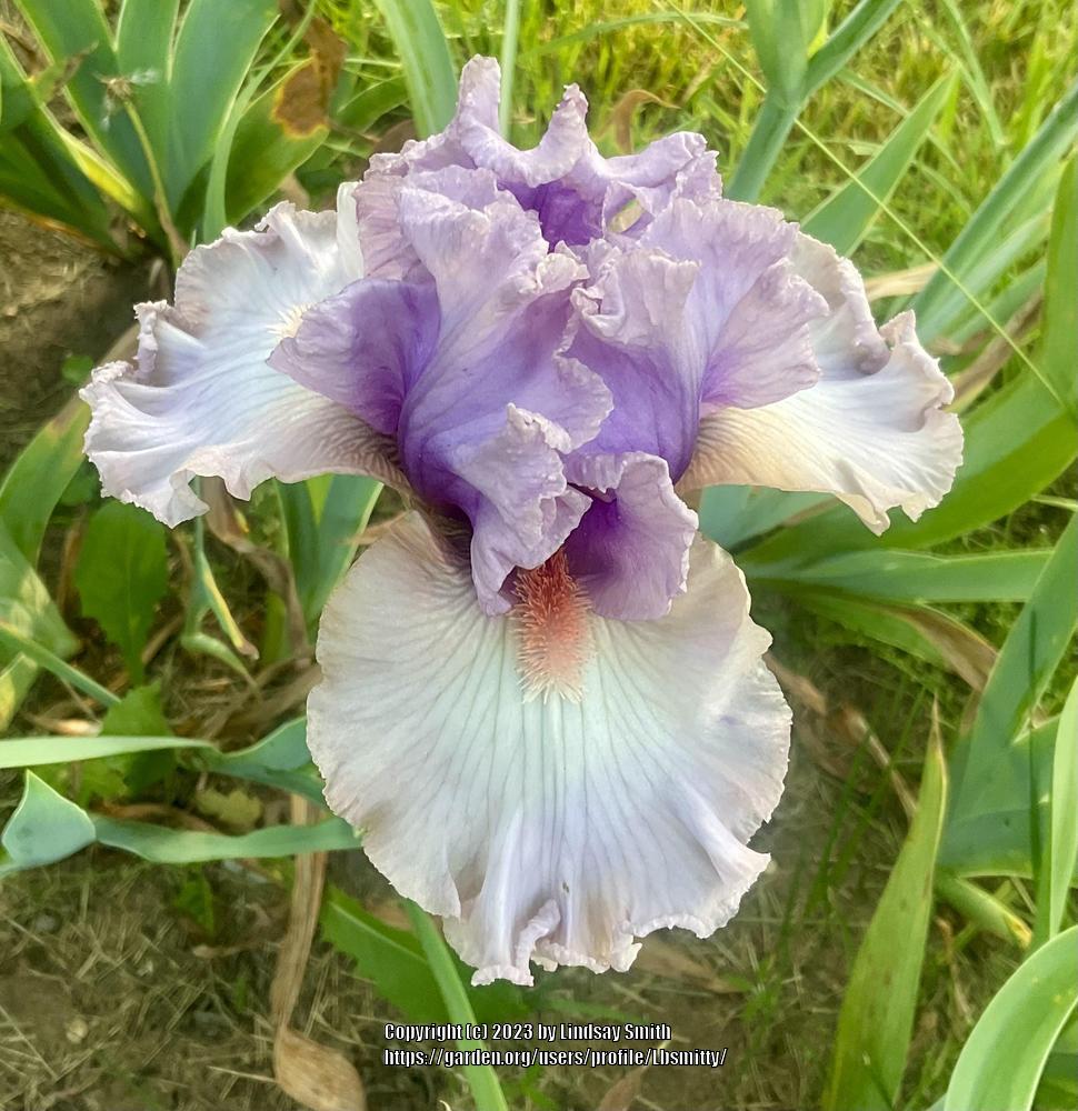 Photo of Tall Bearded Iris (Iris 'Cameo Appearance') uploaded by Lbsmitty