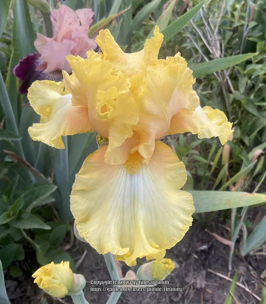 Photo of Tall Bearded Iris (Iris 'Dawning') uploaded by Lbsmitty