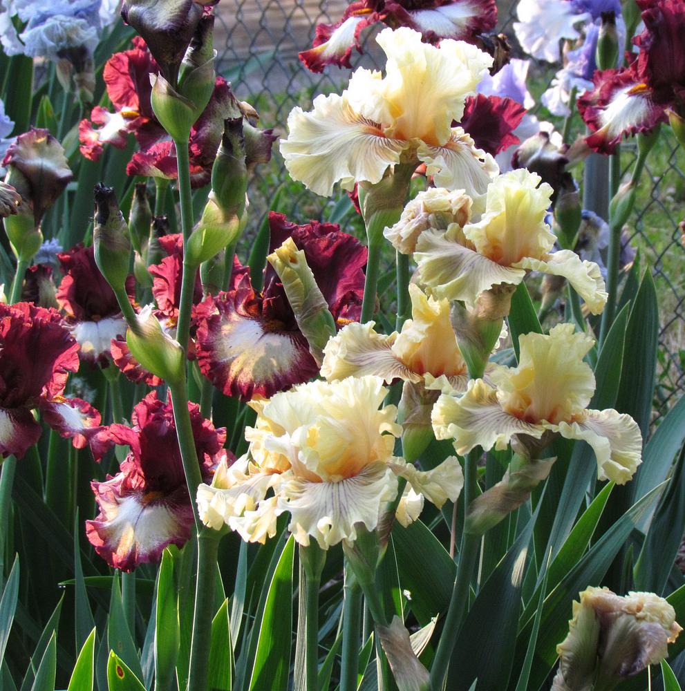 Photo of Tall Bearded Iris (Iris 'Cotillion Gown') uploaded by LynNY