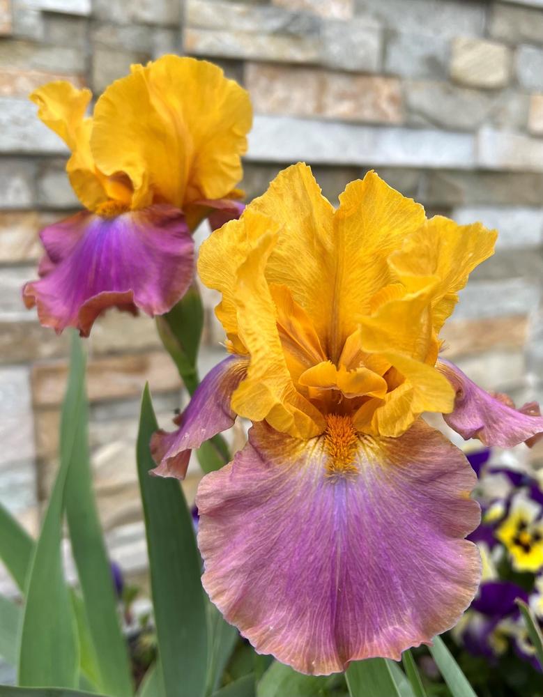 Photo of Tall Bearded Iris (Iris 'Megabucks') uploaded by MARYANNHANLON