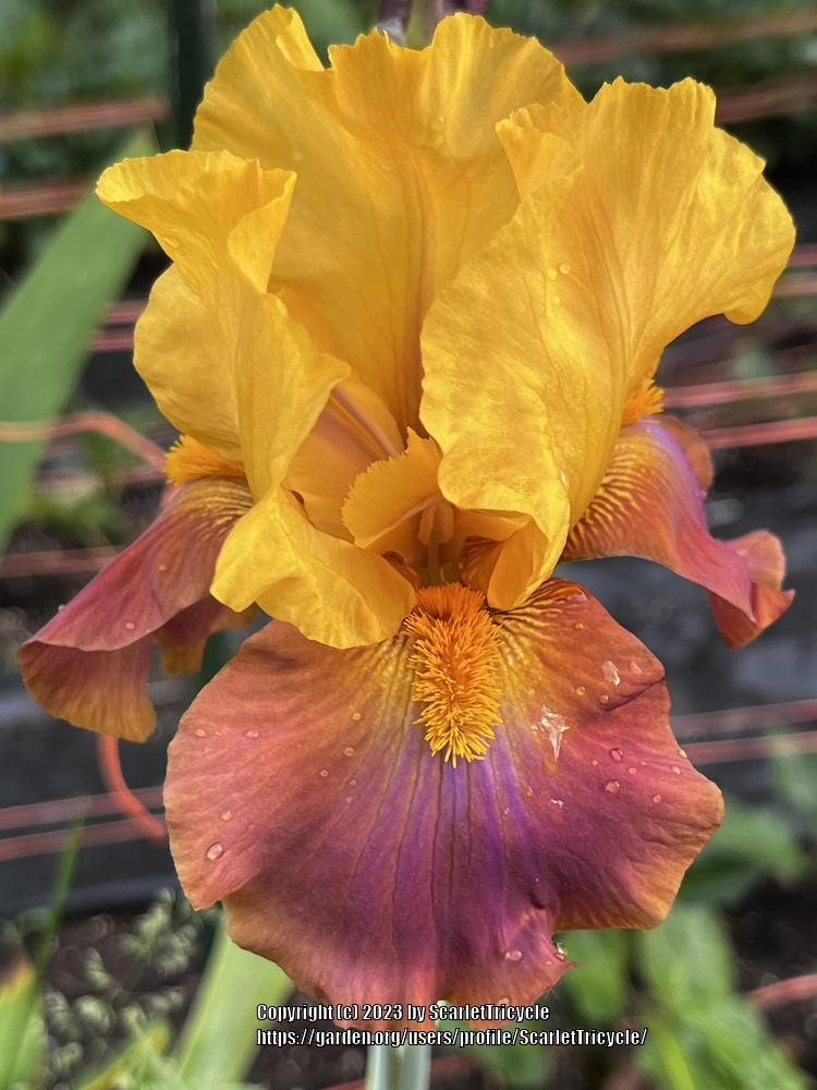Photo of Tall Bearded Iris (Iris 'Megabucks') uploaded by ScarletTricycle