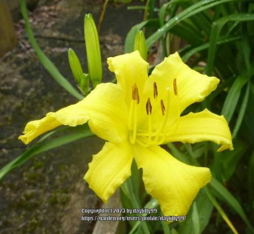 Thumb of 2023-06-02/daylilly99/79557c