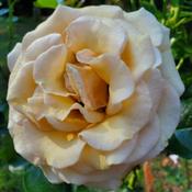 Beautiful Day rose