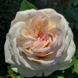 Location: My Garden
Date: 2023-06-01
Moonstone rose