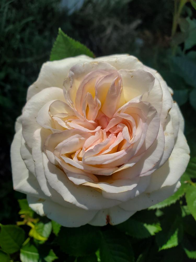 Photo of Rose (Rosa Moonstone™) uploaded by emory676