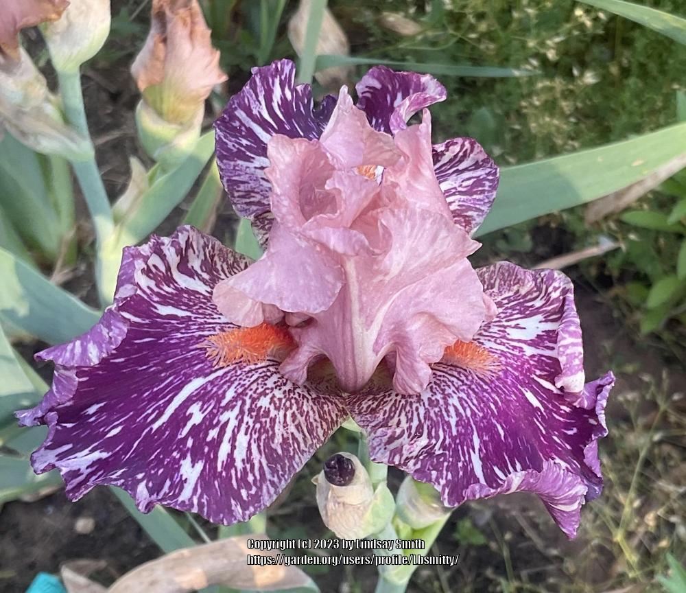 Photo of Border Bearded Iris (Iris 'Anaconda Love') uploaded by Lbsmitty