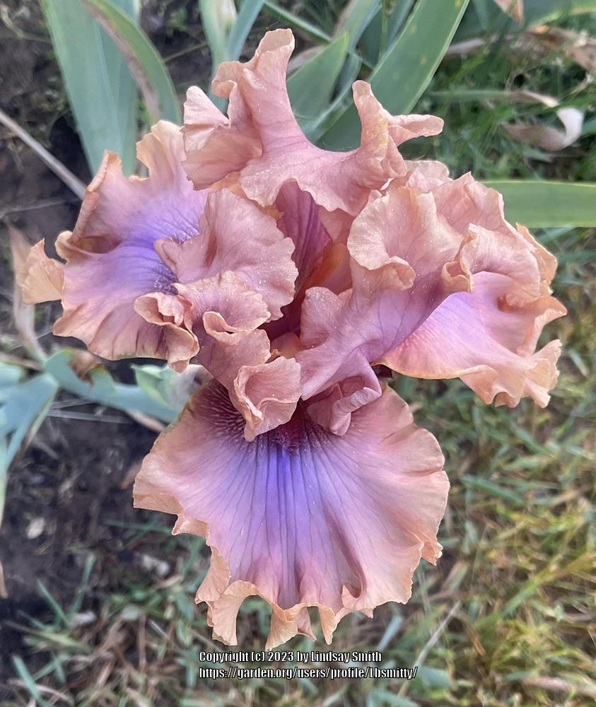 Photo of Tall Bearded Iris (Iris 'I Must Have It') uploaded by Lbsmitty