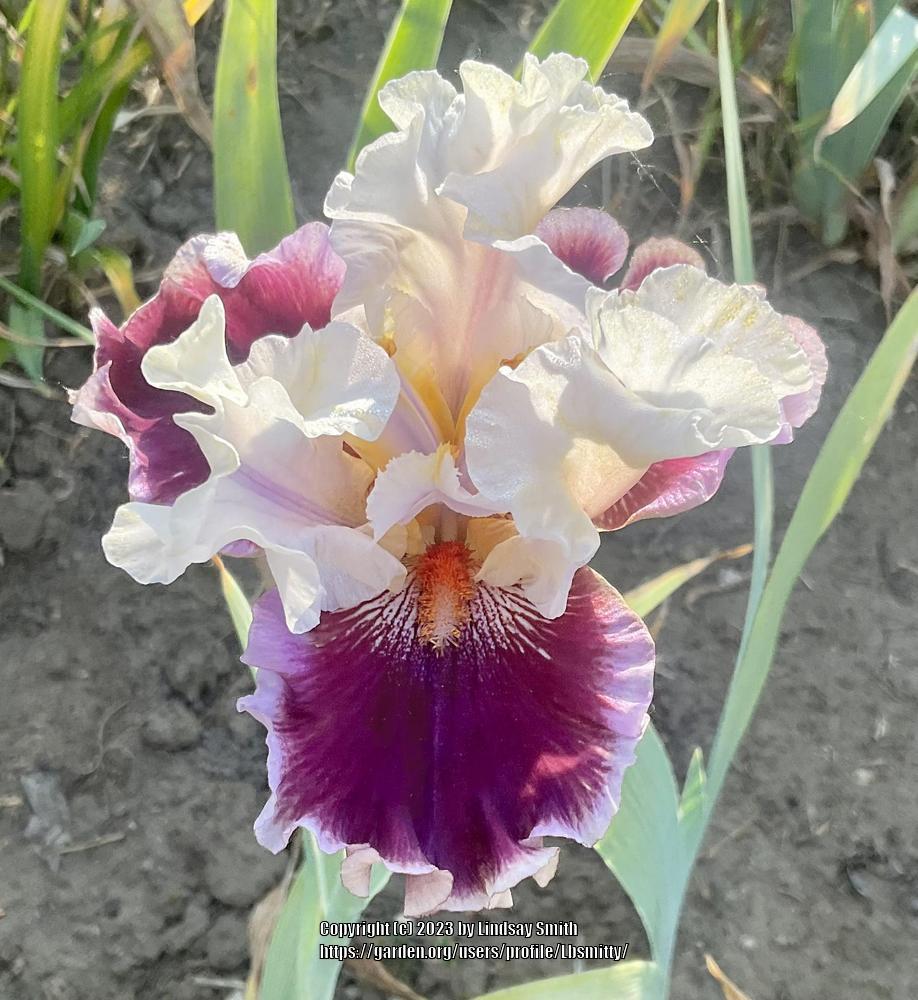 Photo of Tall Bearded Iris (Iris 'Strawberry Freeze') uploaded by Lbsmitty