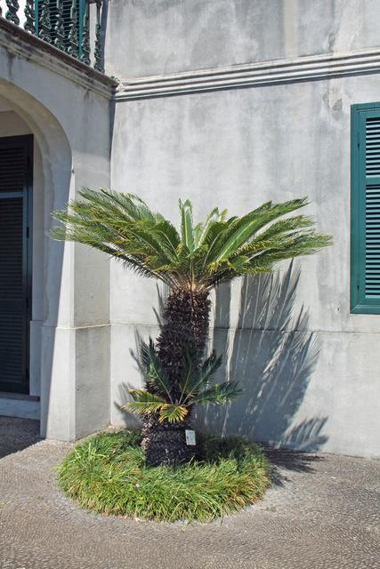 Photo of Sago Palm (Cycas revoluta) uploaded by RuuddeBlock