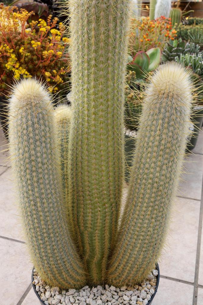 Photo of Silver Torch (Borzicactus strausii) uploaded by Baja_Costero