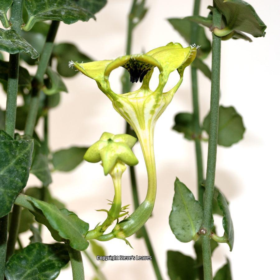 Photo of Parachute Plant (Ceropegia sandersonii) uploaded by Calif_Sue