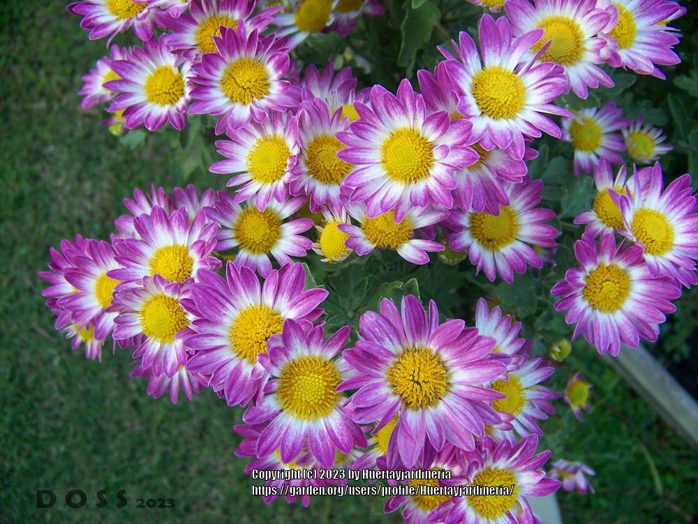Photo of Chrysanthemum uploaded by Huertayjardineria