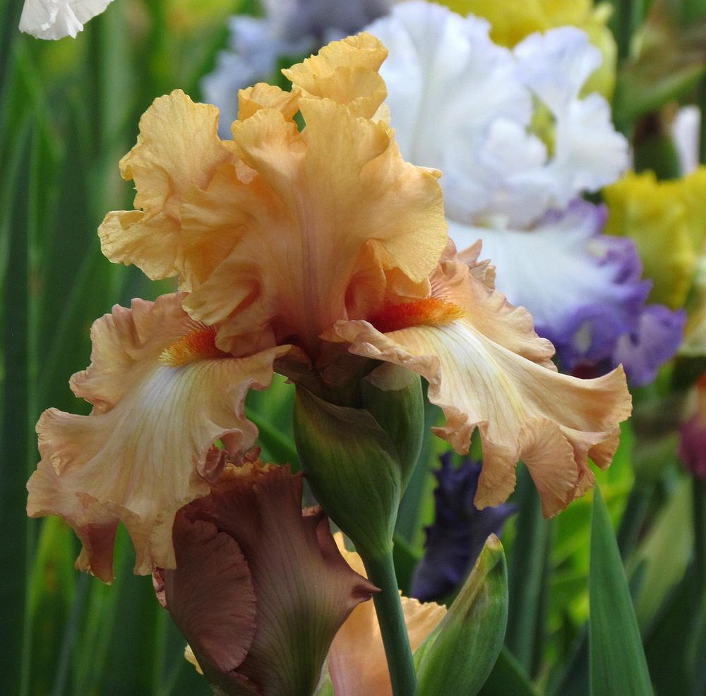 Photo of Tall Bearded Iris (Iris 'Temple of Time') uploaded by LynNY