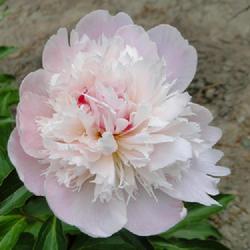Location: southeast Nebraska 
Date: 2023-05-13
From A and D Peonies, who called it Neomie DeMay (sic)