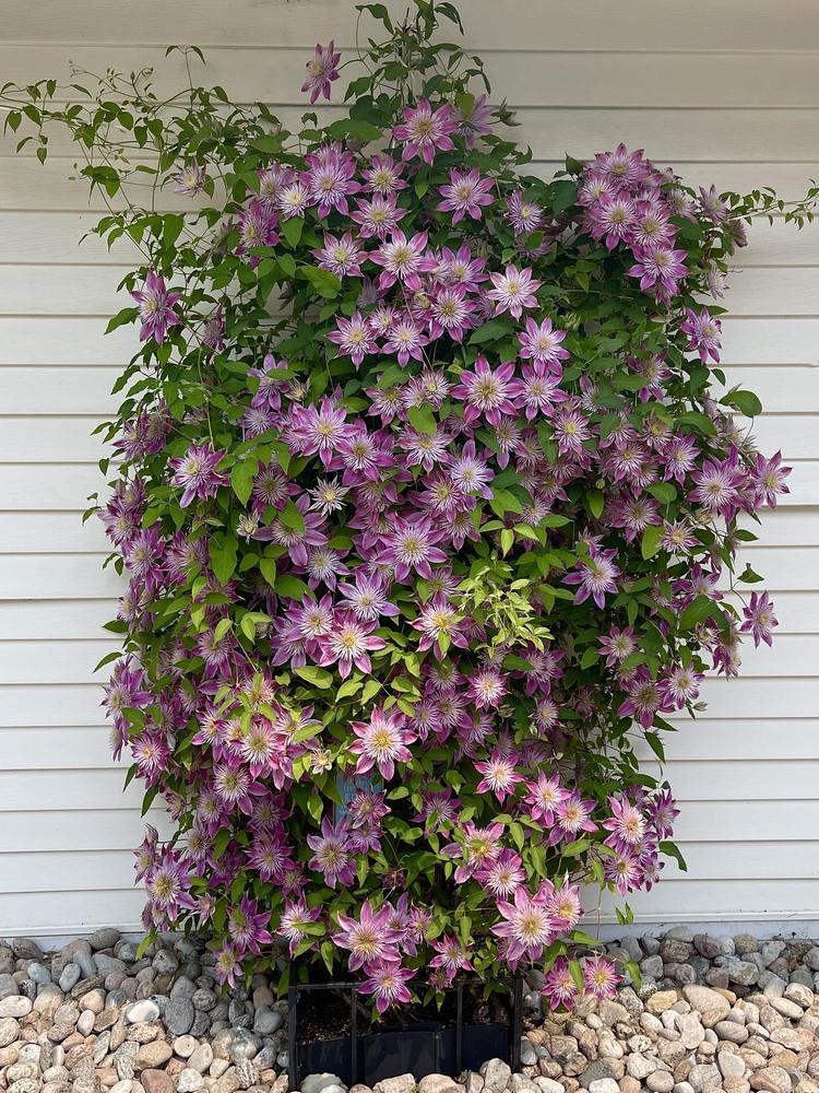 Photo of Clematis Empress™ uploaded by ritatytusgmailcom