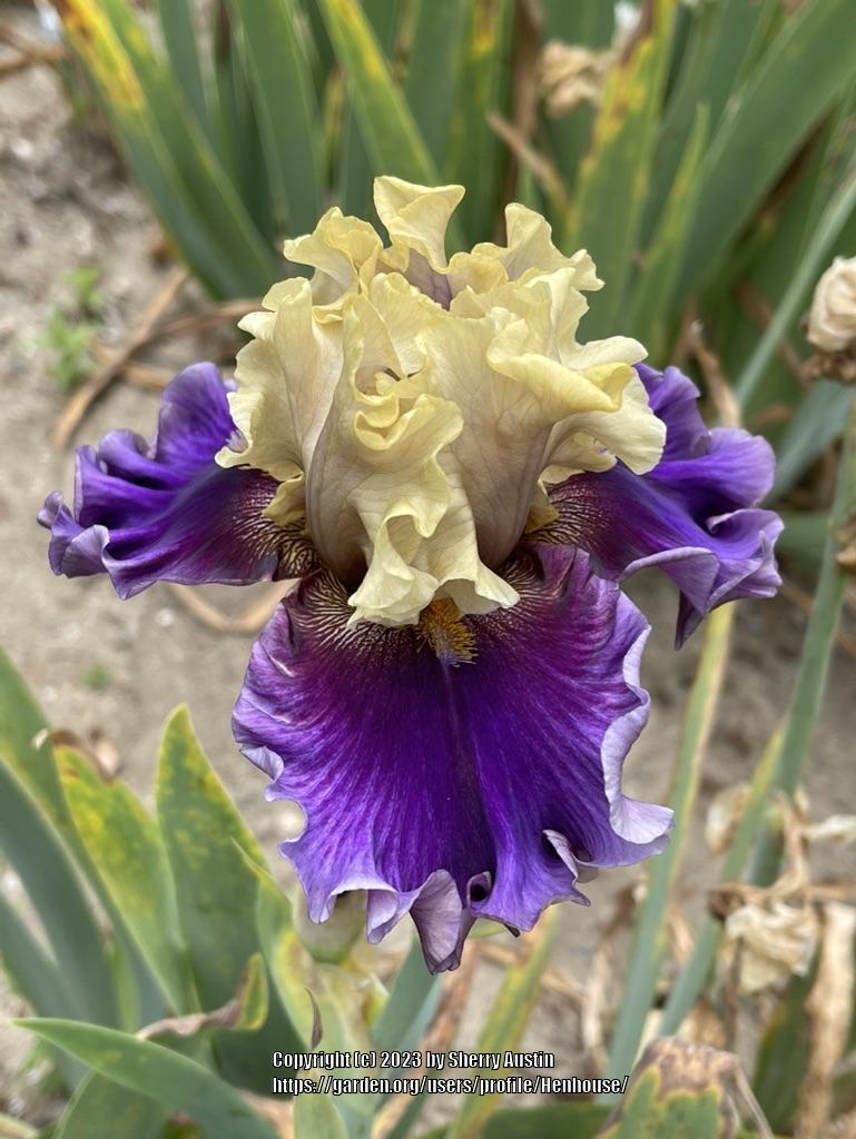 Photo of Tall Bearded Iris (Iris 'Painted Shadows') uploaded by Henhouse