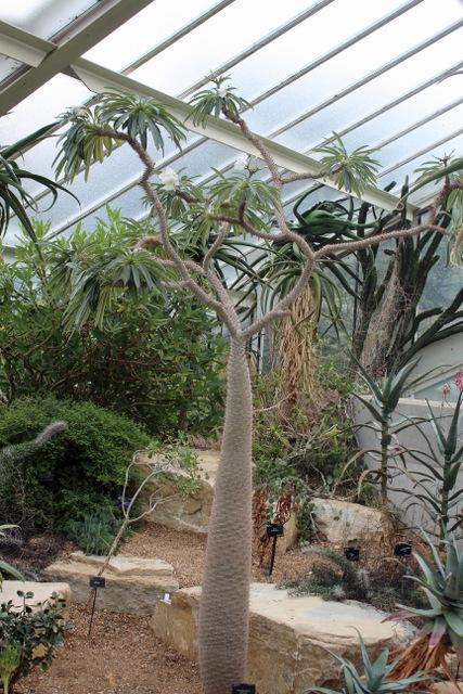 Photo of Madagascar Palm (Pachypodium lamerei) uploaded by RuuddeBlock