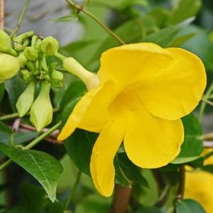 Mandevilla Bloom-Bells Yellow - Plantarium 2015