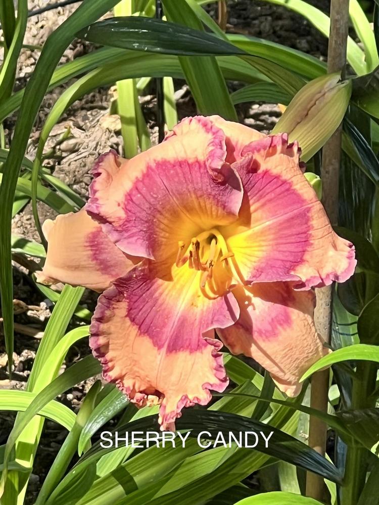 Photo of Daylily (Hemerocallis 'Sherry Candy') uploaded by makakaualii